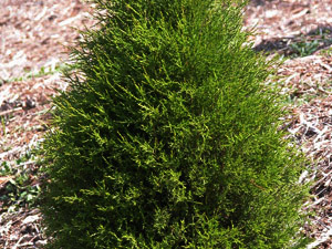 Vivers Càrex - Juniperus thurifera 